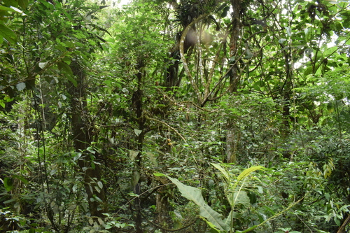 Image of Garcinia gardneriana by (c) Cajá-manga, some rights reserved (CC BY)
