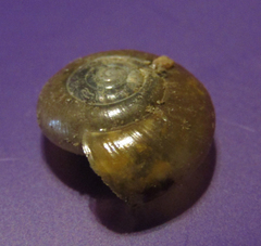 Oxychilus draparnaudi