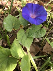 Ipomoea purpurea