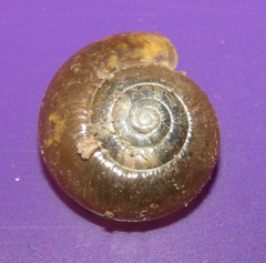 Oxychilus draparnaudi