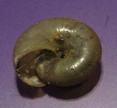 Oxychilus draparnaudi