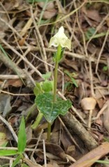 Disperis lindleyana