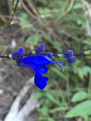 Salvia sagittata