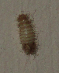 Anthrenus verbasci