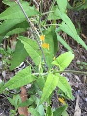 Salvia sagittata