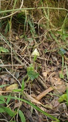 Disperis lindleyana