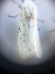 Spilosoma lubricipeda