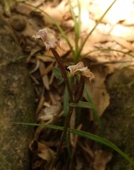 Disperis thorncroftii