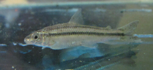Saccodon terminalis