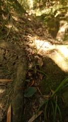 Disperis thorncroftii