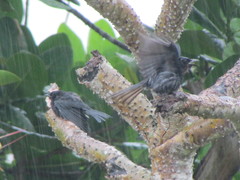 Dicrurus caerulescens