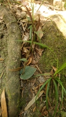 Disperis thorncroftii