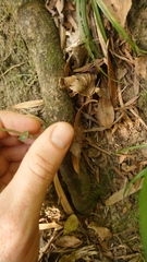 Disperis thorncroftii