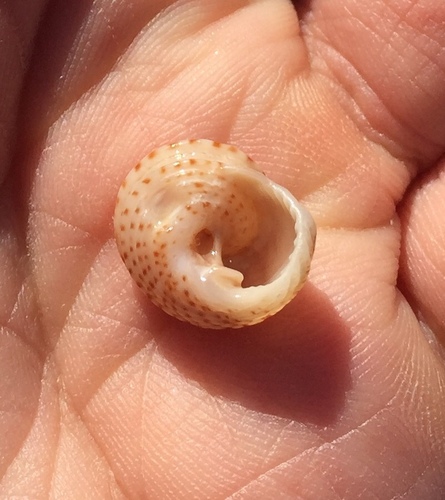 Button Snail | Native Nature