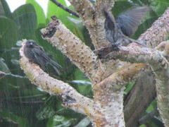 Dicrurus caerulescens