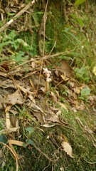 Disperis thorncroftii