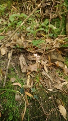 Disperis thorncroftii