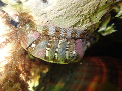 Sypharochiton