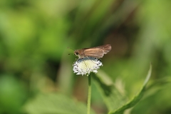 Panoquina ocola
