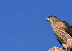 Accipiter cooperii