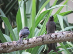 Dicrurus caerulescens