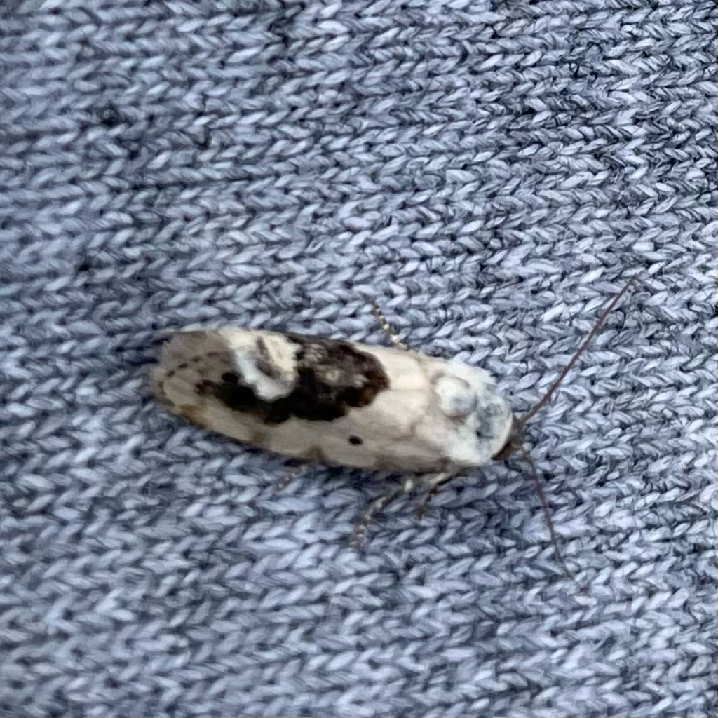 Small Bird Dropping Moth From Peterborough On June 26 2023 At 09 50 AM   Large 