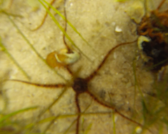 Ophiothrix