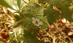 Geranium wakkerstroomianum