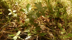 Geranium wakkerstroomianum