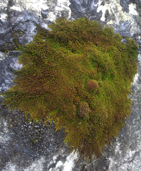 Macromitrium brevicaule