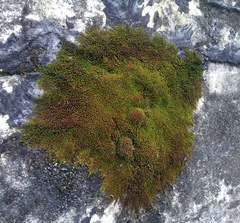 Macromitrium brevicaule