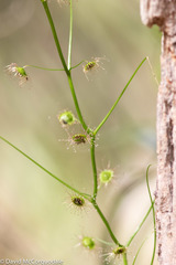 Drosera pallida