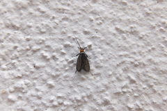 Cauchas rufifrontella