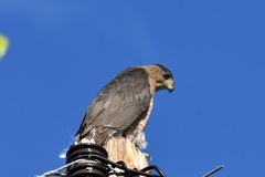 Accipiter cooperii
