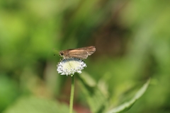 Panoquina ocola