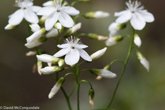Drosera pallida