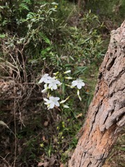 Drosera pallida