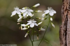 Drosera pallida