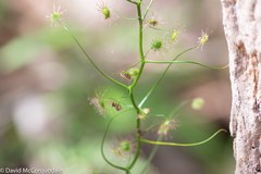 Drosera pallida