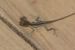 Anolis cryptolimifrons