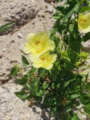 Hibiscus ribifolius