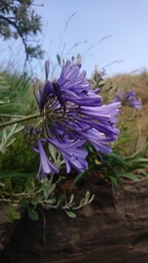 Agapanthus campanulatus