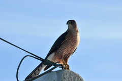 Accipiter cooperii