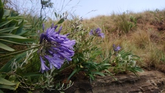 Agapanthus campanulatus