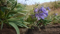 Agapanthus campanulatus