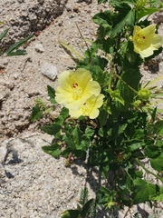 Hibiscus ribifolius