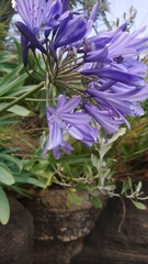 Agapanthus campanulatus