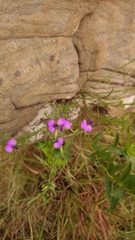 Polygala rehmannii