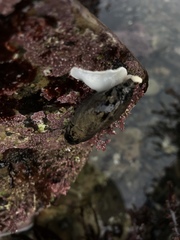Mitridae