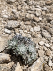 Townsendia spathulata, photograph author not stated, no rights reserved